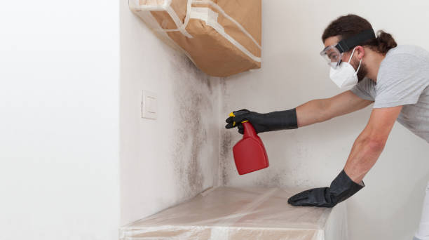 Professional Black Mold Removal technician working in South Mills, NC