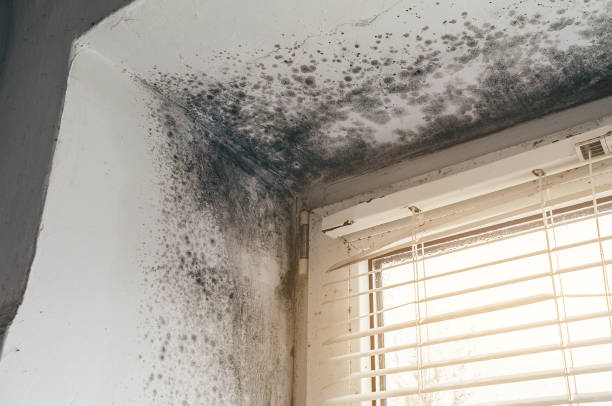 Trusted Black Mold Removal service in South Mills, NC - Cheap Mold Removal