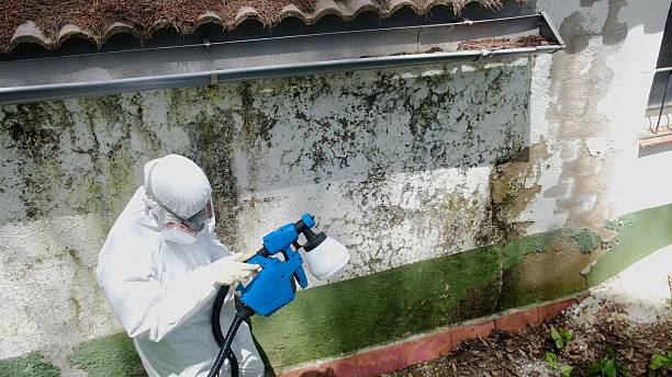 Trusted Commercial Mold Remediation service in South Mills, NC - Cheap Mold Removal